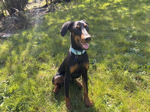 Louie, an adoptable Doberman Pinscher in Seattle, WA
