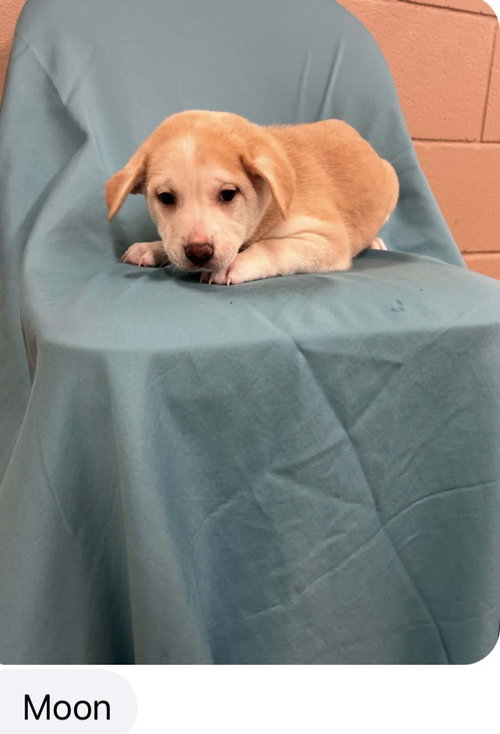 Moon - Adopton pending, an adoptable Cattle Dog in Seattle, WA