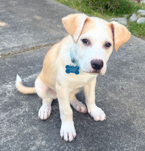 Cosmo, an adoptable Cattle Dog in Seattle, WA