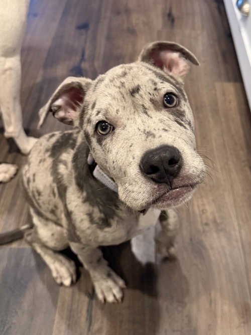 Keno, an adoptable Terrier in Seattle, WA