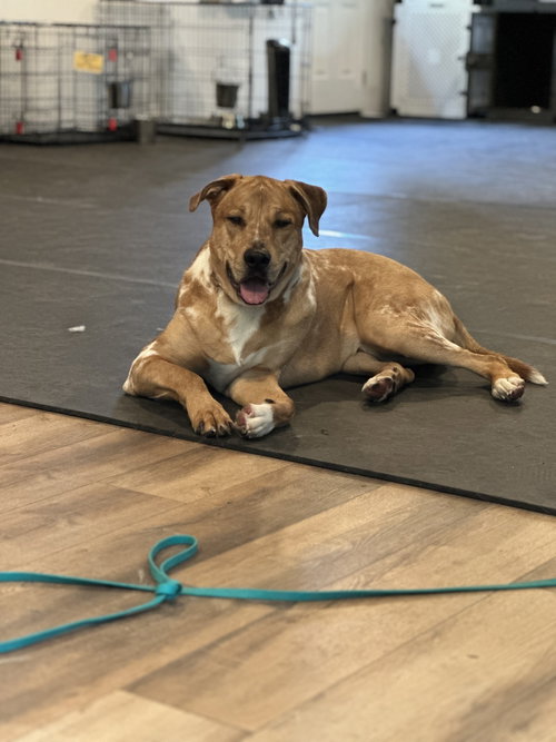 Cowboy, an adoptable Catahoula Leopard Dog in Seattle, WA