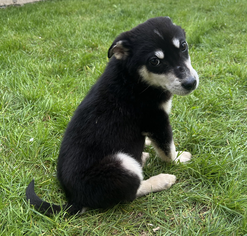 Moose, an adoptable Husky in Seattle, WA