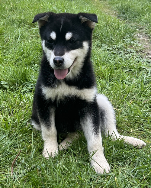 Maple, an adoptable Husky in Seattle, WA