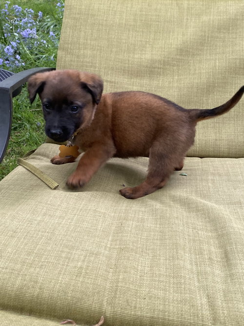 Pips, an adoptable Chihuahua in Seattle, WA