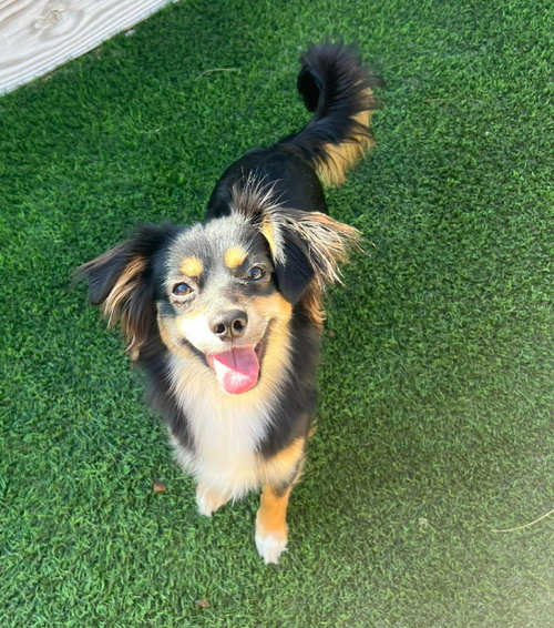 ***Rocket - Hold***, an adoptable Spaniel in Seattle, WA
