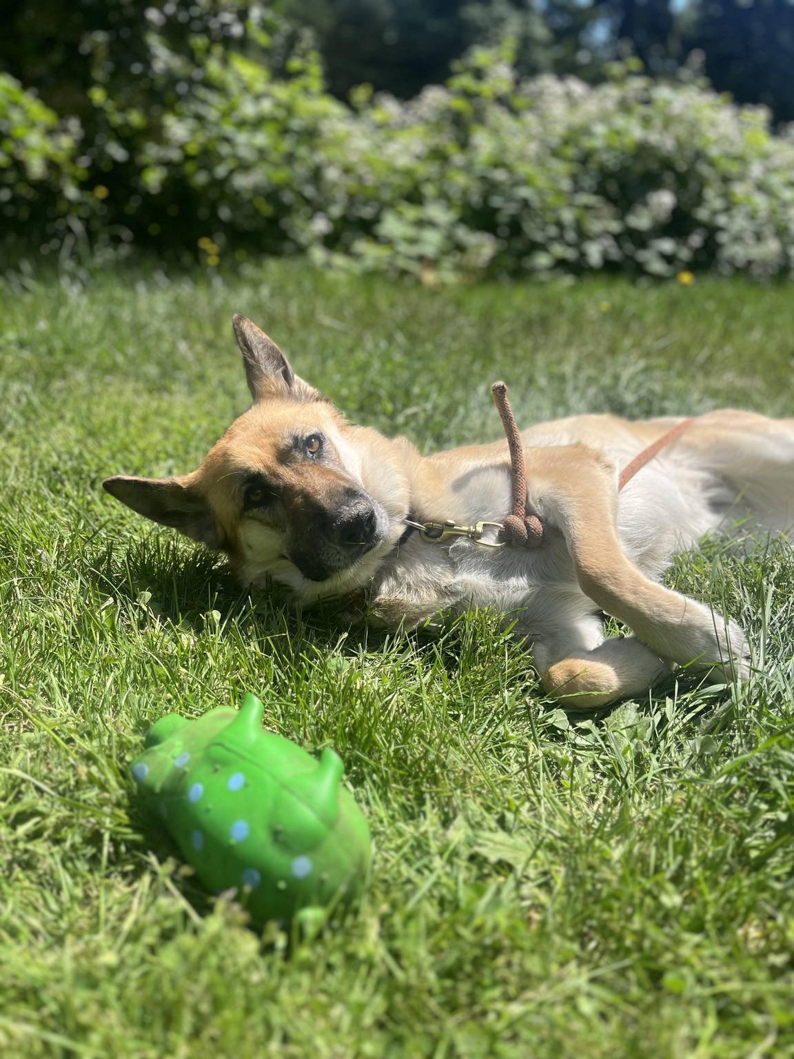 Zoey, photo 10