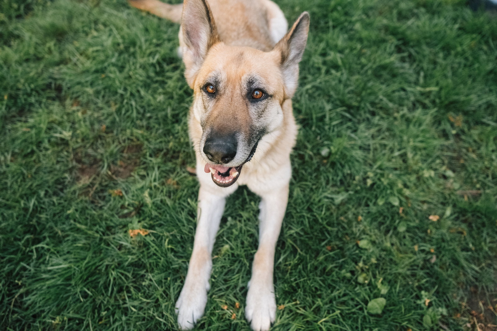 Zoey, photo 9