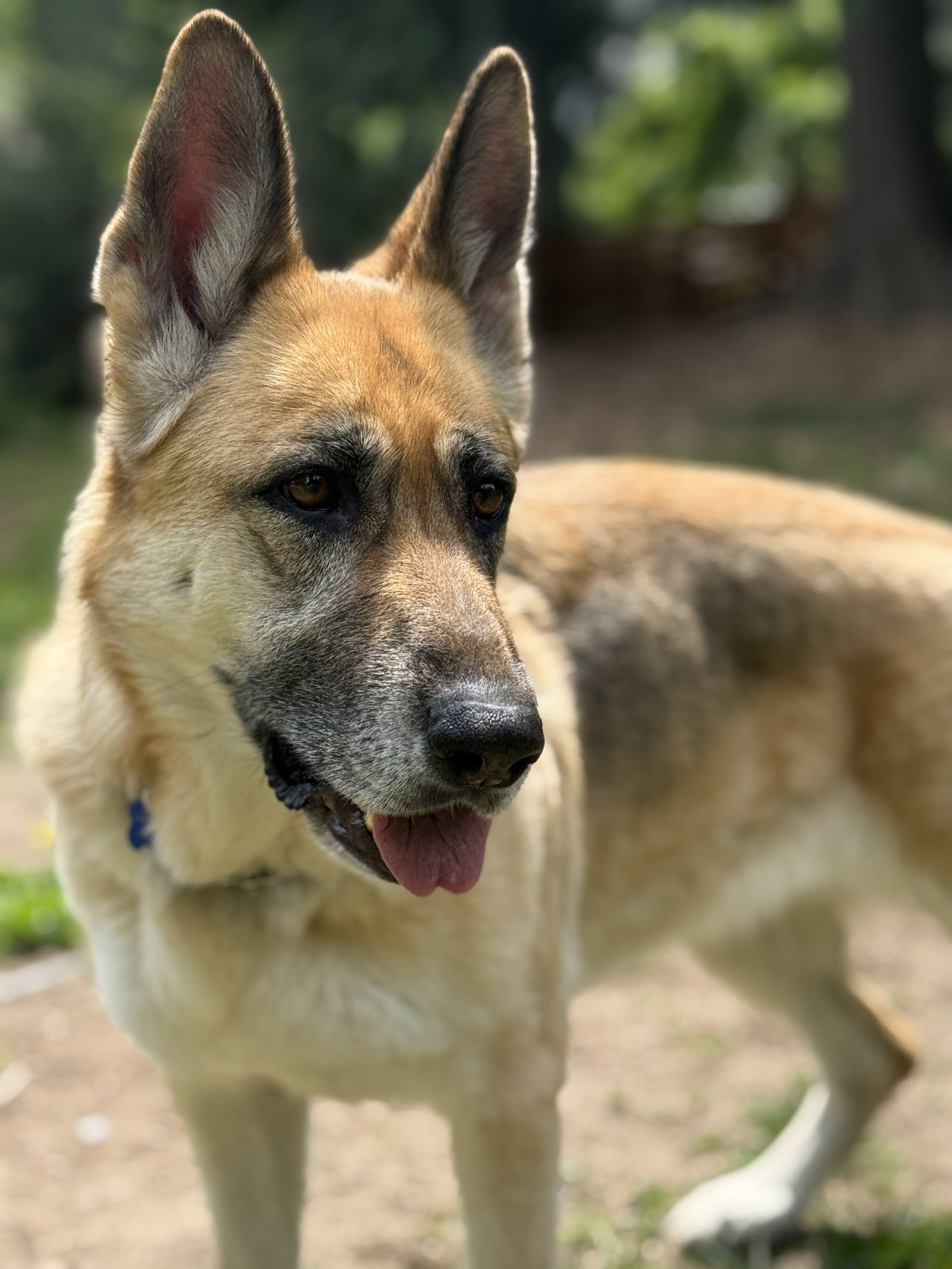 Zoey, photo 8