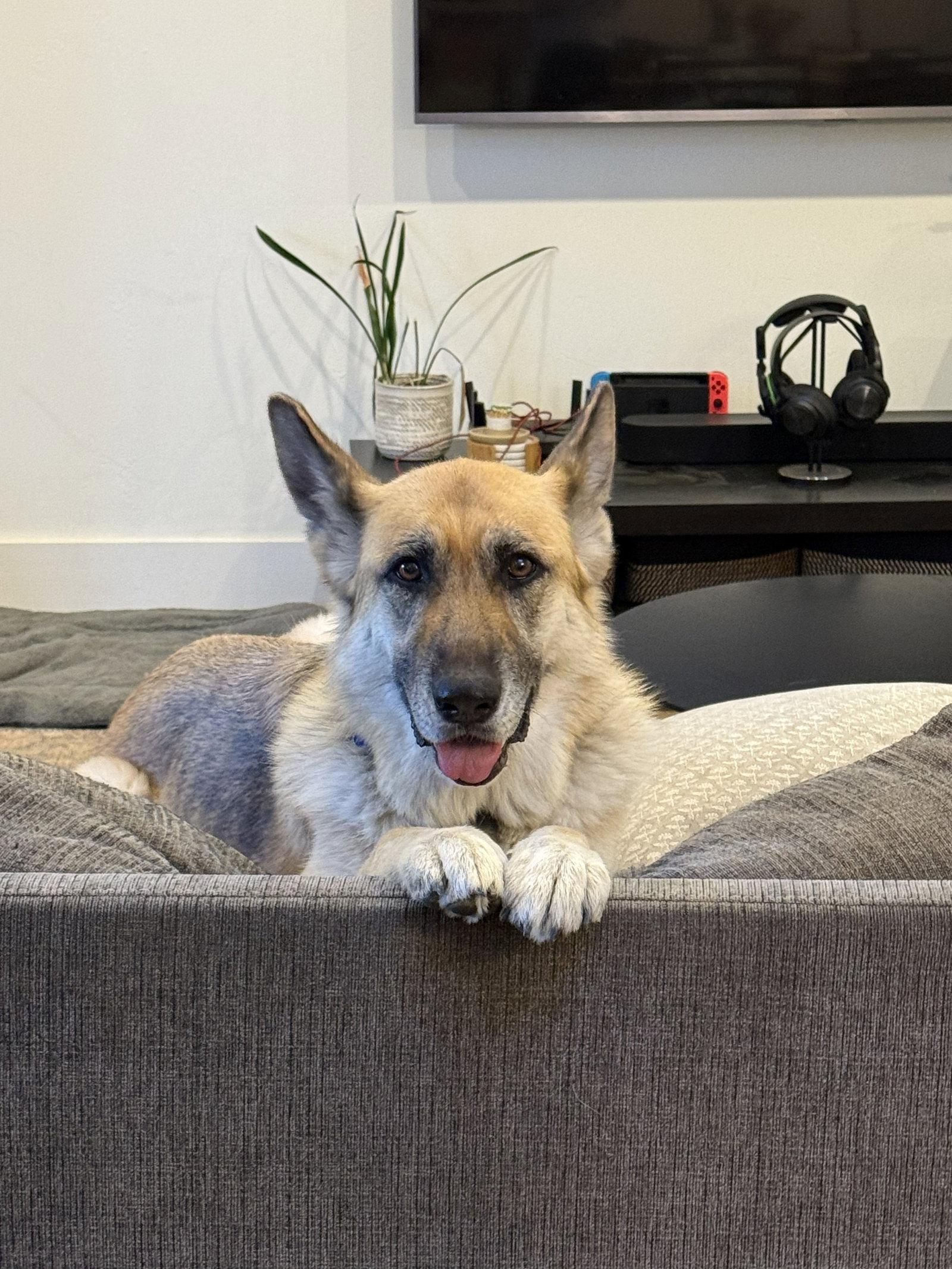 Zoey, photo 14