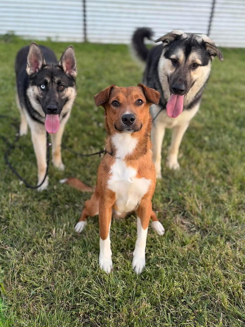 Rocky, an adoptable German Shepherd Dog in Seattle, WA