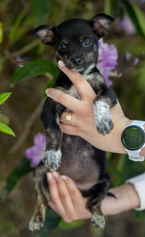 Willow, an adoptable Chihuahua in Seattle, WA