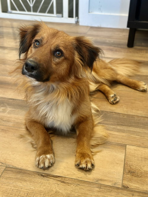 Jameson, an adoptable Corgi in Seattle, WA