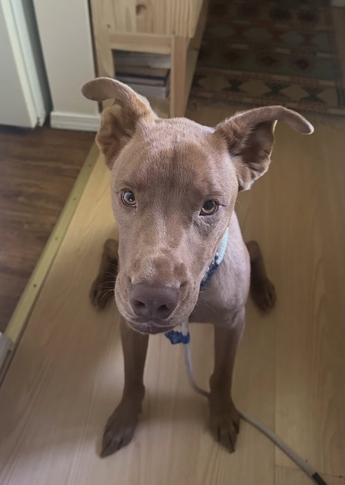Rookie, an adoptable Pit Bull Terrier in Seattle, WA