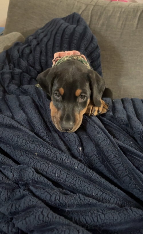 Raven, an adoptable Doberman Pinscher in Seattle, WA