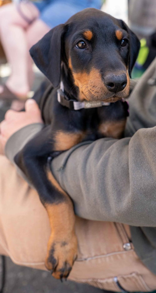 Black Betty, an adoptable Doberman Pinscher in Seattle, WA