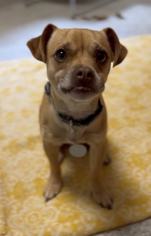 Percy photo 4