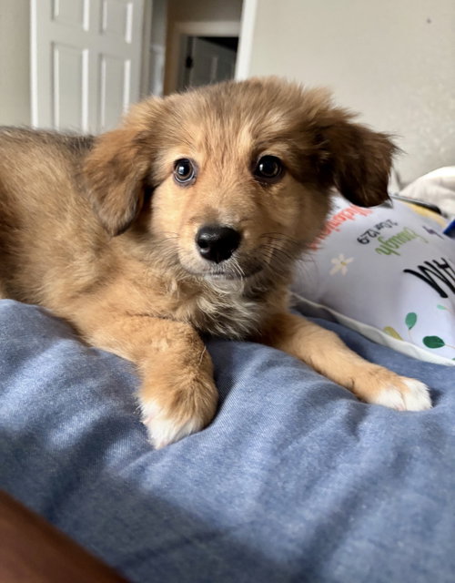 Chico - Adoption Pending