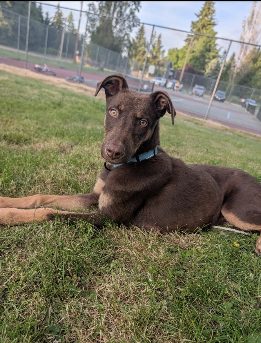 Marlo - Adoption Pending