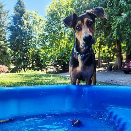 Walker, an adoptable Doberman Pinscher in Seattle, WA