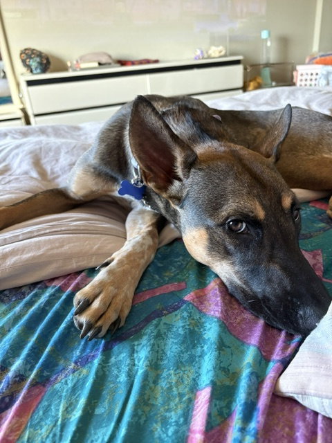 Charlie Girl photo 2