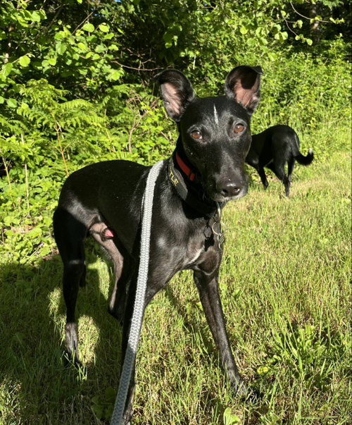 Handsome Jack, an adoptable Whippet in Seattle, WA