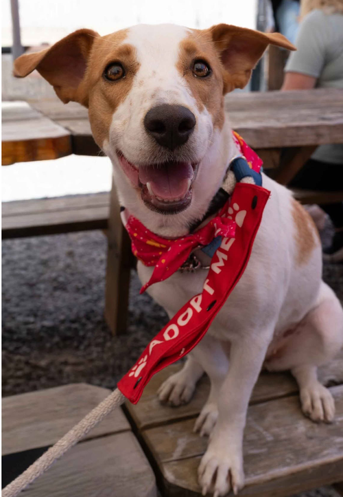 Blossom, an adoptable Beagle in Seattle, WA