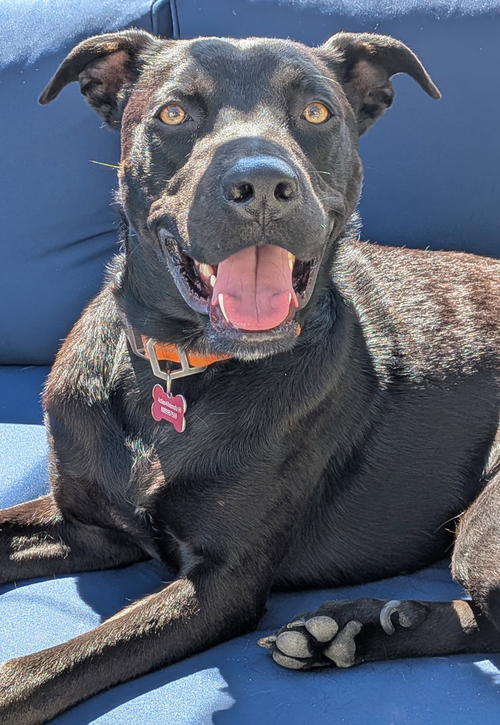 Nicky, an adoptable Labrador Retriever in Seattle, WA