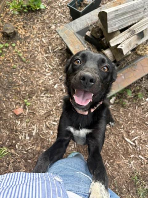 Brownie - Hold, an adoptable Border Collie in Seattle, WA