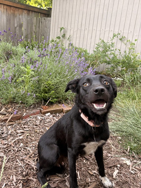 * Brownie -- Pending photo 3