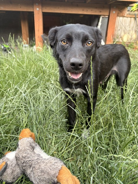 * Brownie -- Pending photo 4