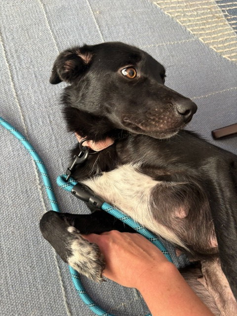 * Brownie -- Pending photo 6