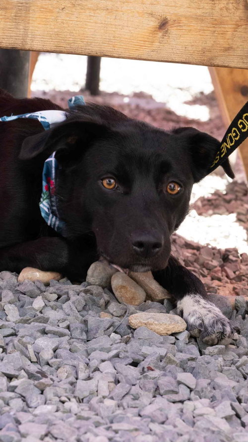 * Brownie -- Pending photo 2