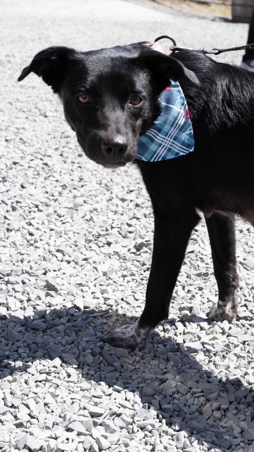 * Brownie -- Pending photo 7