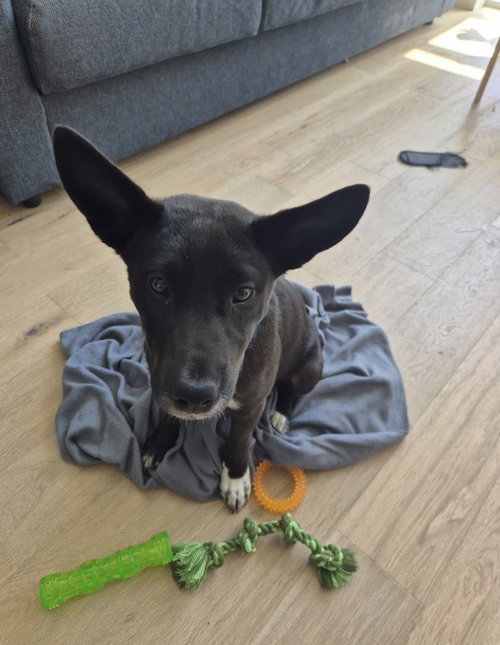 Fern - Adoption Pending, an adoptable Border Collie in Seattle, WA