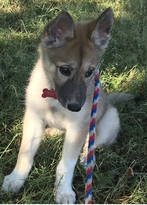 Dior - Adoption Pending, an adoptable Husky in Seattle, WA