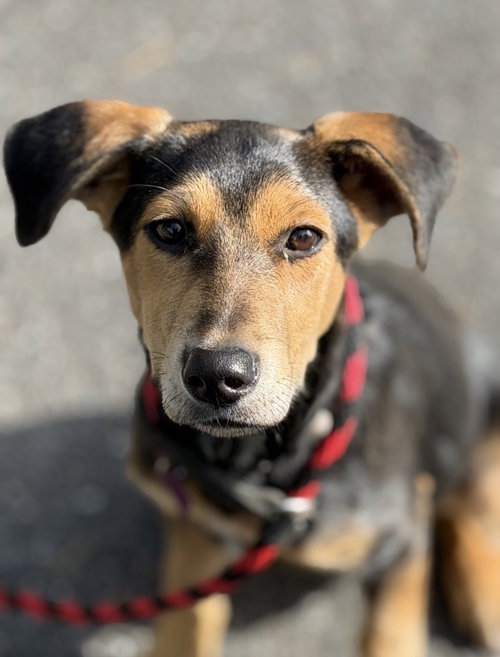 Shasta, an adoptable Shepherd in Seattle, WA