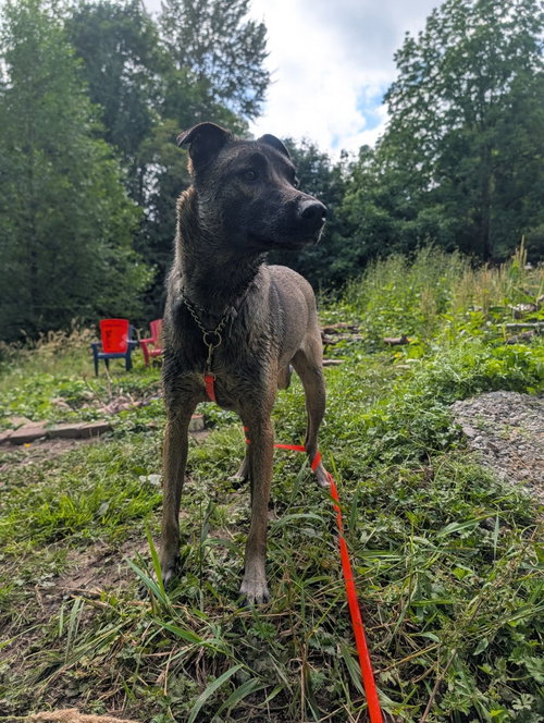 Ella, an adoptable Shepherd in Seattle, WA
