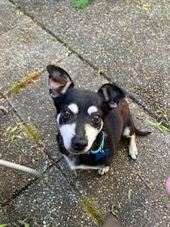 Skeeter, an adoptable Chihuahua in Seattle, WA