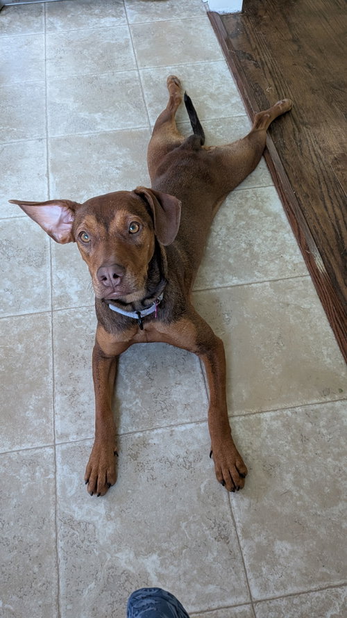 Leela