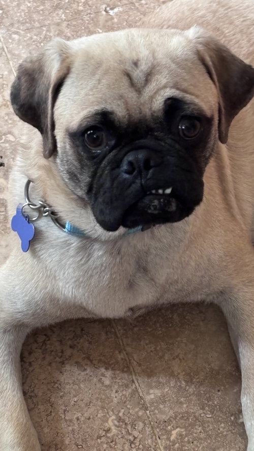 Brennan, an adoptable Pug in Seattle, WA