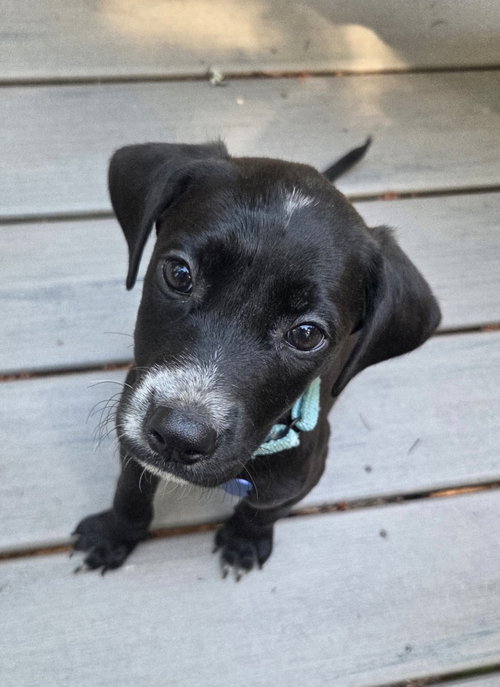 Milo