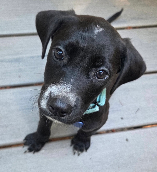 Milo photo 1