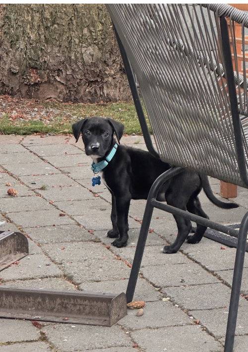 Otis