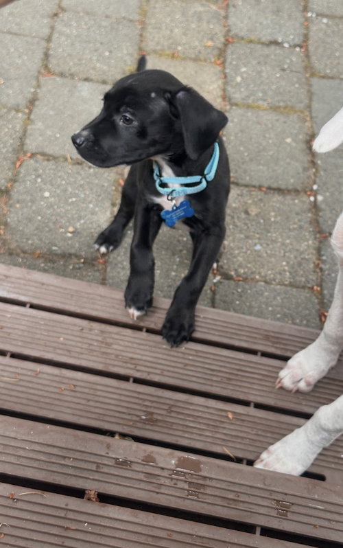 Otis photo 2