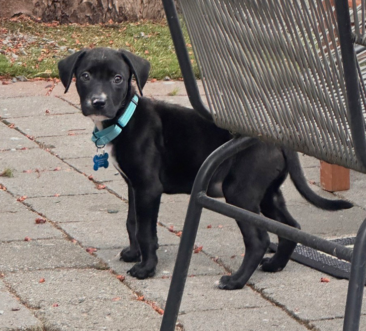 Otis, photo 2