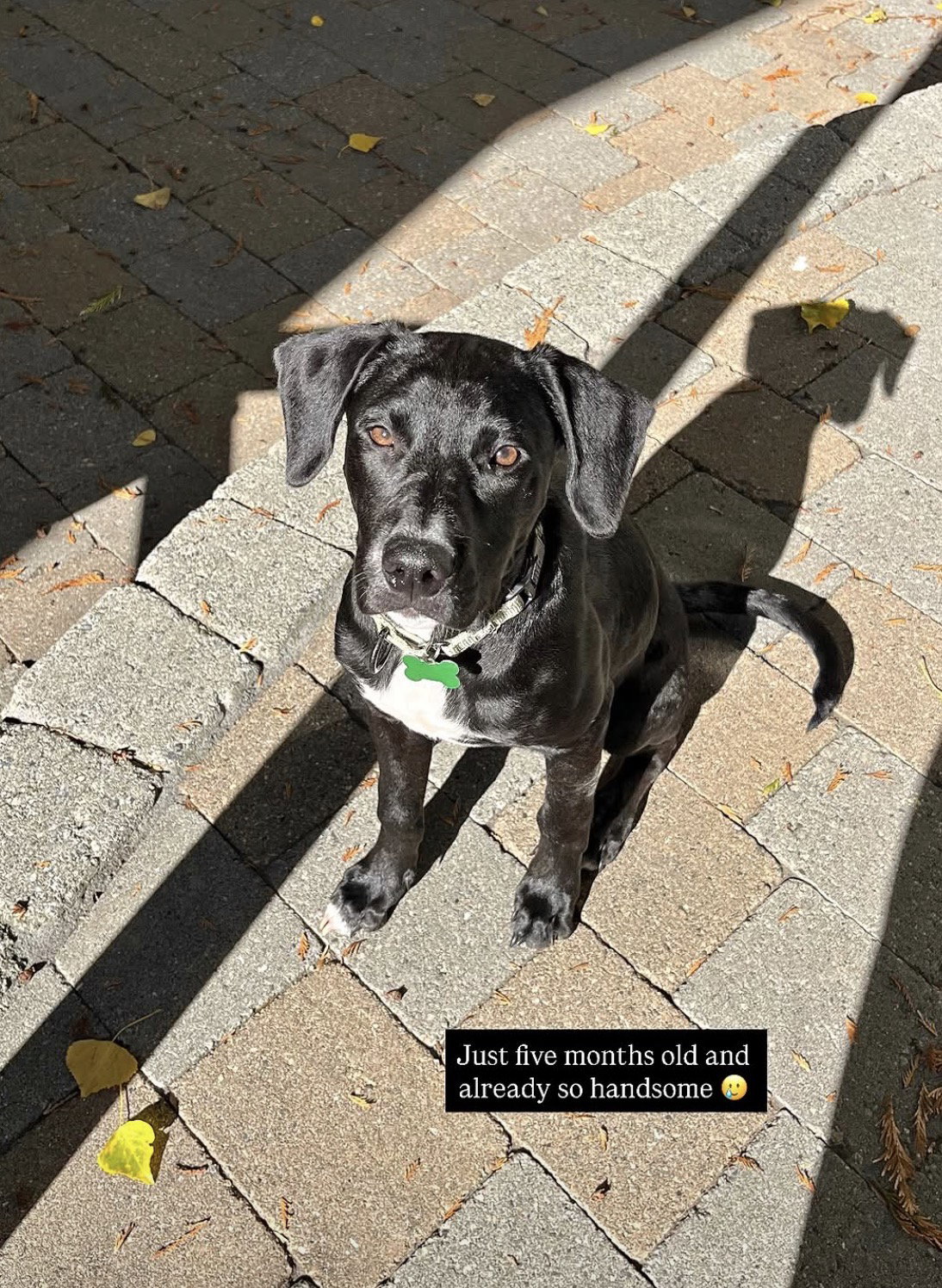 Otis
