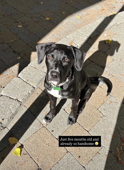 Otis, Pointer / Terrier / Mixed