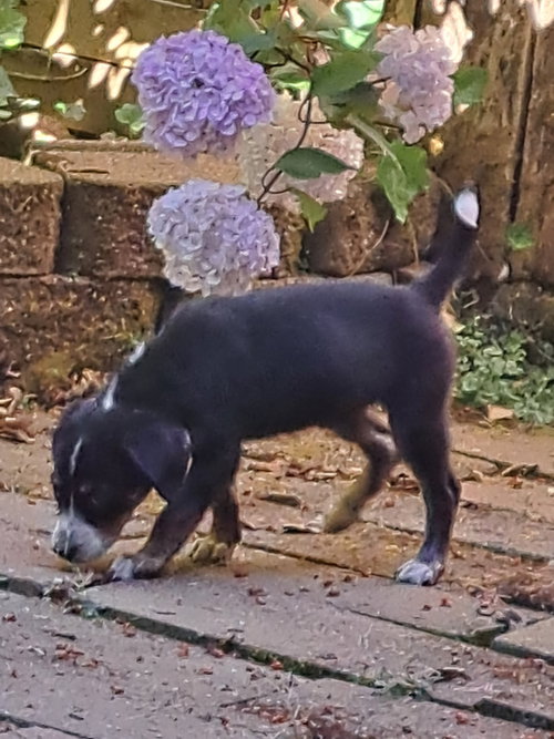 Moxie photo 3