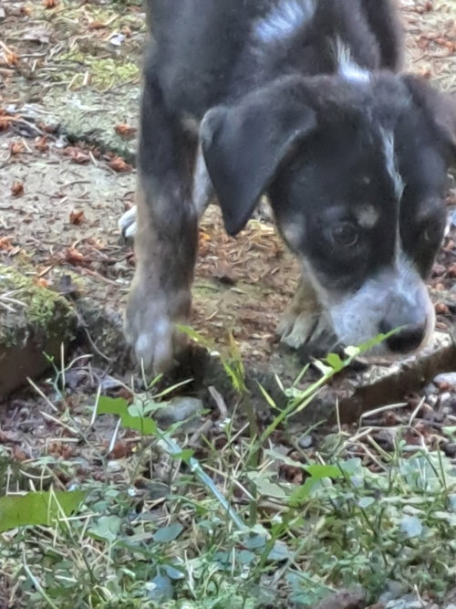 Moxie photo 4