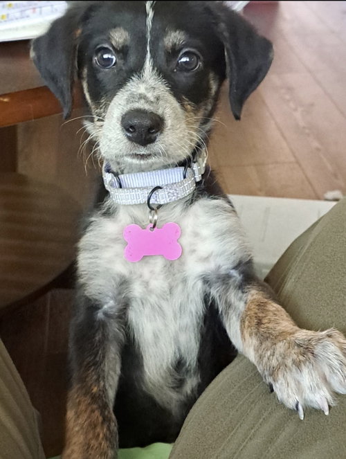 Moxie